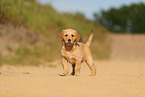 Golden Retriever Puppy