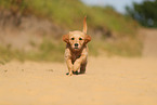 Golden Retriever Puppy