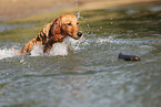 young Golden Retriever