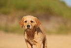 Golden Retriever Puppy