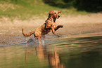 young Golden Retriever