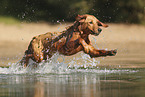 young Golden Retriever