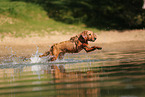 young Golden Retriever