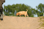 Golden Retriever Puppy