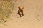 Golden Retriever Puppy