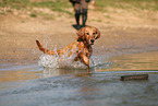 young Golden Retriever