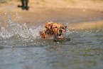 young Golden Retriever