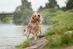 Golden Retriever