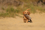 Golden Retriever Puppy