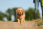 Golden Retriever Puppy