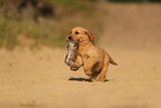 Golden Retriever Puppy