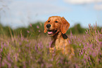 young Golden Retriever