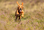 young Golden Retriever