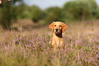 young Golden Retriever