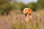 young Golden Retriever