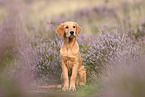 young Golden Retriever