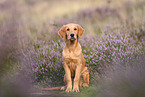 young Golden Retriever