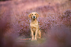 young Golden Retriever