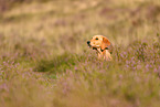 young Golden Retriever