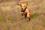 young Golden Retriever