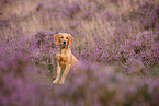 young Golden Retriever