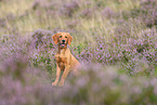 young Golden Retriever