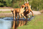 young Golden Retriever