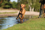 young Golden Retriever