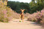 young Golden Retriever