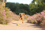 young Golden Retriever