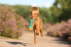 young Golden Retriever