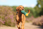 young Golden Retriever