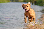 young Golden Retriever