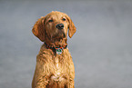 young Golden Retriever