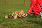 young Golden Retriever