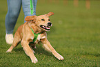 young Golden Retriever