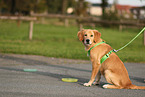 young Golden Retriever