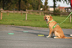 young Golden Retriever