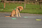 young Golden Retriever