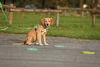 young Golden Retriever