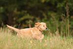 Golden Retriever Puppy