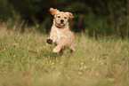 Golden Retriever Puppy