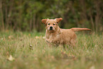 Golden Retriever Puppy