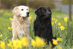 2 dogs
