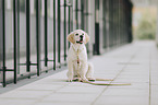 Golden Retriever Puppy