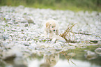 Golden Retriever Puppy