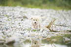 Golden Retriever Puppy