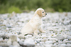 Golden Retriever Puppy