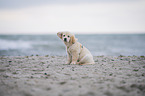 Golden Retriever Puppy