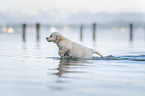 Golden Retriever Puppy